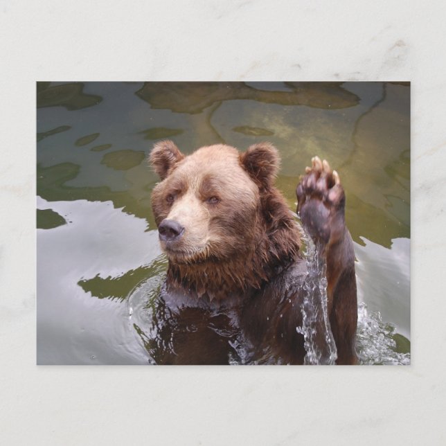 Carte postale Ours Brown de bain (Devant)