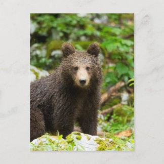 Carte Postale Ours Brown d'un an en Slovénie