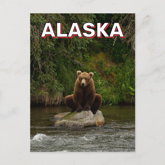 Carte Postale Ours Brown En Alaska (Devant)