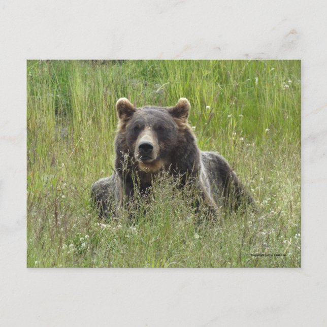 Carte Postale Ours Brown en herbe, grizzli de l'Alaska (Devant)
