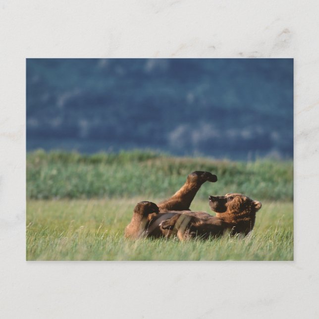 Carte Postale Ours Brown en jeu, Ursus arctos, Alaska (Devant)