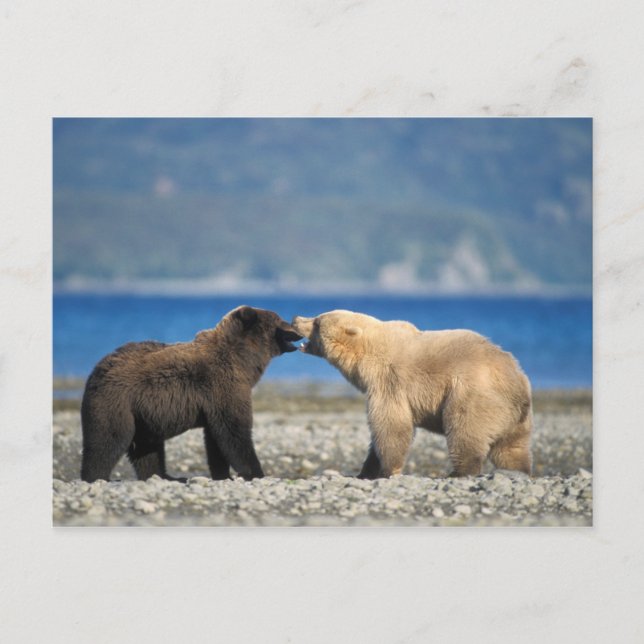Carte Postale ours Brown, grizzli, jouer sur la plage, (Devant)