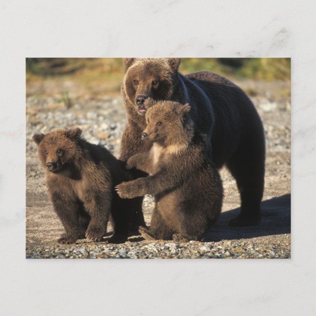 Carte Postale ours Brown, grizzli, semer avec des oursons sur la (Devant)