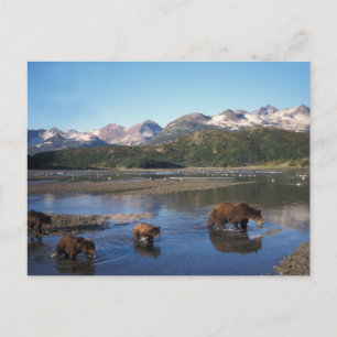Carte Postale ours Brown, grizzli, truie et oursons