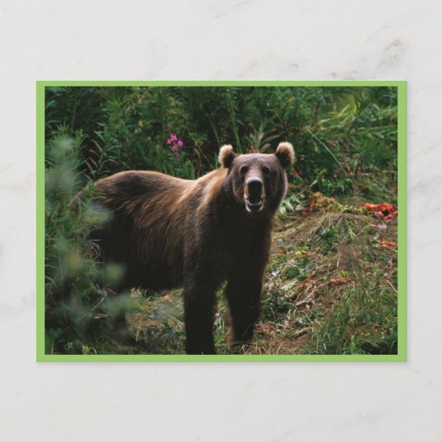 Carte Postale Ours Brown Kodiak (Devant)