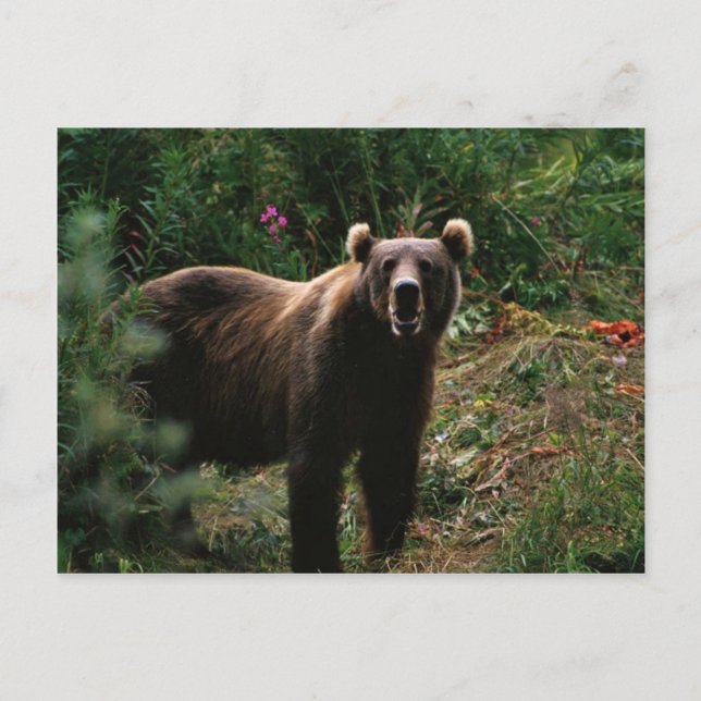 Carte Postale Ours Brown Kodiak (Devant)
