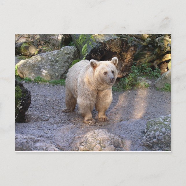 Carte Postale Ours brun (Devant)
