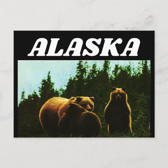 CARTE POSTALE OURS BRUN ALASKA VINTAGE (Devant)