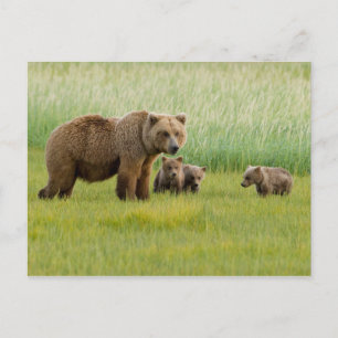 Carte Postale Ours brun d'Alaska avec des oursons dans une prair