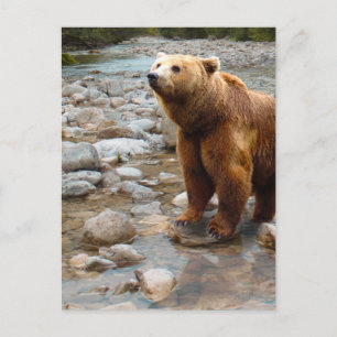 Carte Postale Ours brun dans le ruisseau