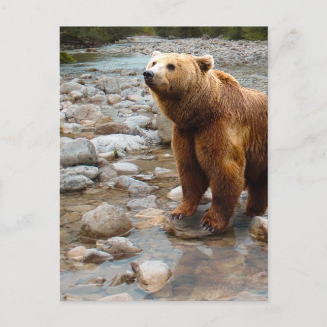 Carte Postale Ours brun dans le ruisseau (Devant)