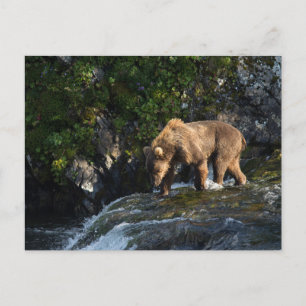 Carte Postale Ours brun de Kodiak à la recherche de saumon