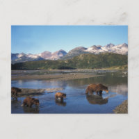 Ours brun, grizzly, truie et oursons dans