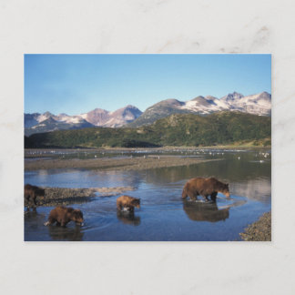 Carte Postale Ours brun, grizzly, truie et oursons dans