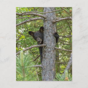 Carte Postale Ours Brun Jeune Grimpant un Arbre