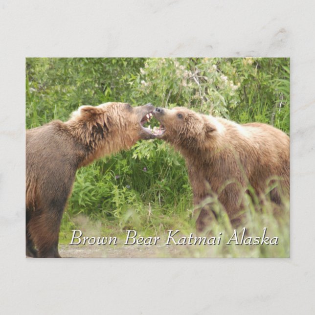 Carte Postale Ours brun Katmai Alaska  (Devant)