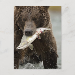 Carte Postale Ours brun, ou Ours grizzly côtier, Ursus