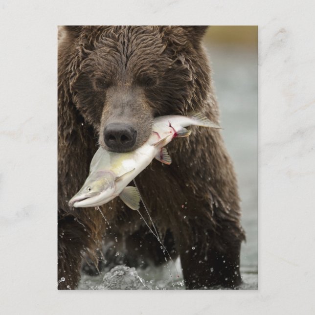 Carte Postale Ours brun, ou Ours grizzly côtier, Ursus (Devant)