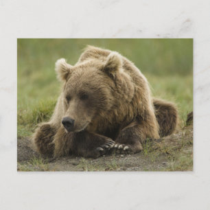 Carte Postale Ours brun, ou Ours grizzly côtier, Ursus