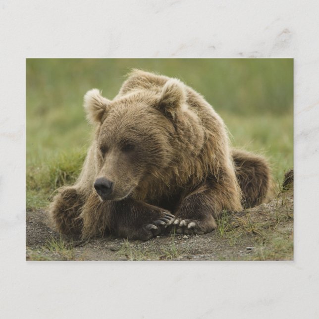 Carte Postale Ours brun, ou Ours grizzly côtier, Ursus (Devant)