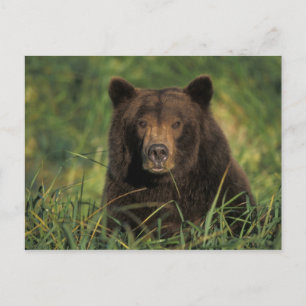 Carte Postale ours brun, Ursus arctos, grizzli, Ursus 9