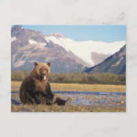 ours brun, Ursus arctos, grizzly, Ursus