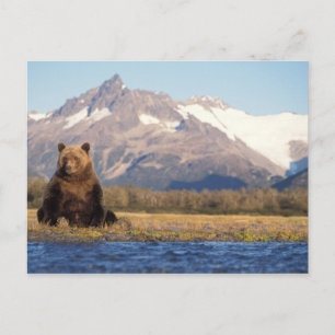 Carte Postale ours brun, Ursus arctos, grizzly, Ursus