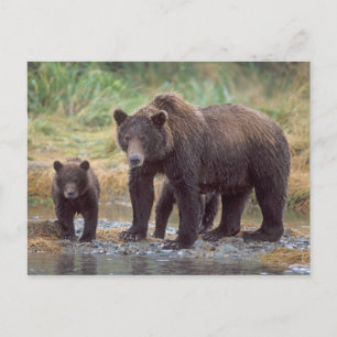 Carte Postale ours brun, Ursus arctos, grizzly, Ursus 3