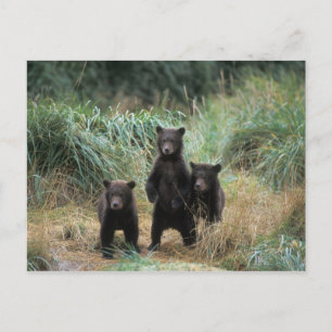 Carte Postale ours brun, Ursus arctos, grizzly, Ursus 7