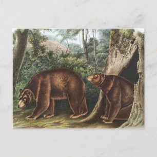 Carte Postale Ours de cannelle (Ursus Americanus var. Cinnamonum