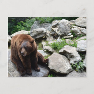 Carte Postale Ours de Caroline du Nord