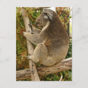 Carte Postale Ours de Koala dormant sur un arbre