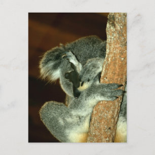 Carte Postale Ours de Koala, Dormir avec patte sur le visage
