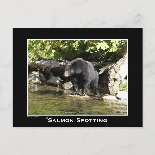 Carte Postale Ours de la faune Amoureux des animaux Design (Devant)