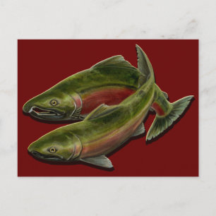 Carte postale Ours De Pêche Carte Postale Saumon P