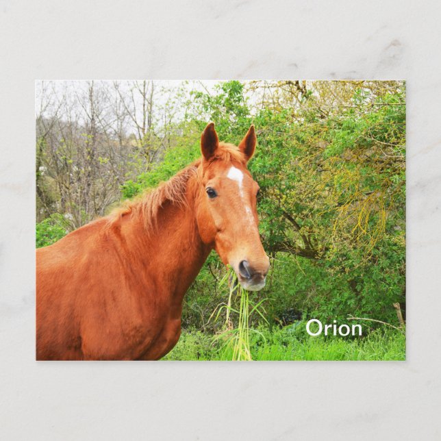 Carte Postale Ours d'orion (Devant)