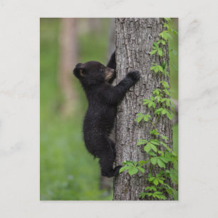 Carte Postale Ours en peluche grimpant à un arbre