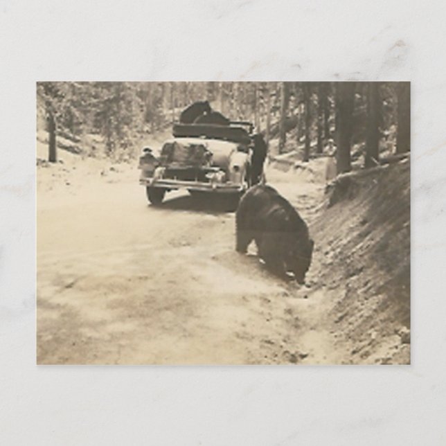 Carte Postale ours en voiture (Devant)