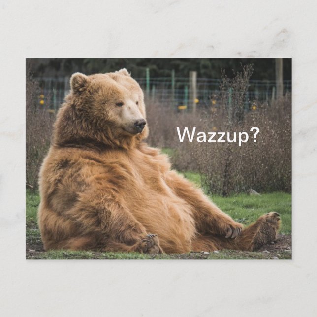 Carte Postale Ours Grizzli (Devant)