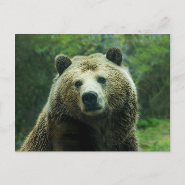 Carte Postale Ours grizzli (Devant)