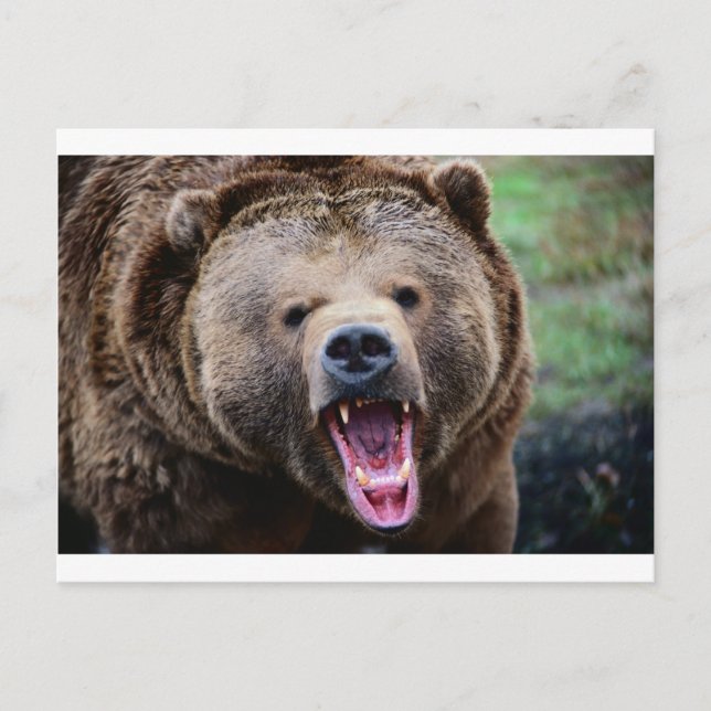 Carte Postale Ours grizzli (Devant)