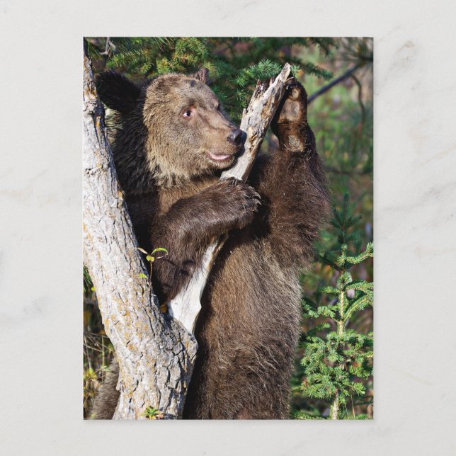 Carte Postale Ours grizzli appuyé sur un arbre (Devant)
