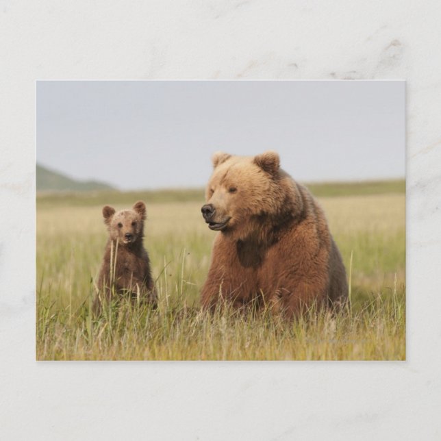 Carte Postale Ours grizzli avec petit (Devant)
