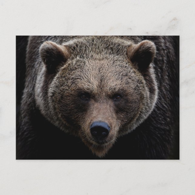 Carte Postale Ours grizzli Brown (Devant)