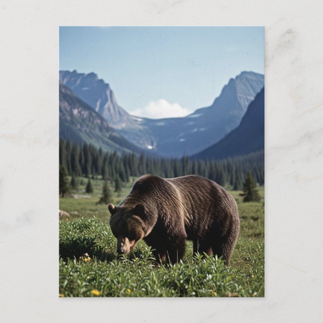 Carte Postale Ours grizzli dans le parc national des Glaciers Vo (Devant)