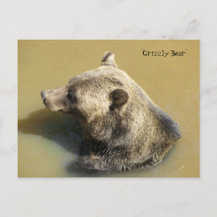 Carte Postale Ours grizzli dans l'eau