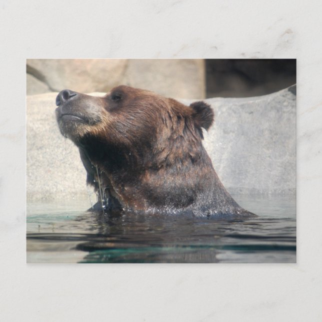 Carte Postale Ours grizzli dans l'eau (Devant)