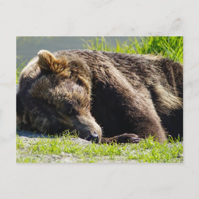 Carte Postale Ours grizzli de l'Alaska couchant (Devant)