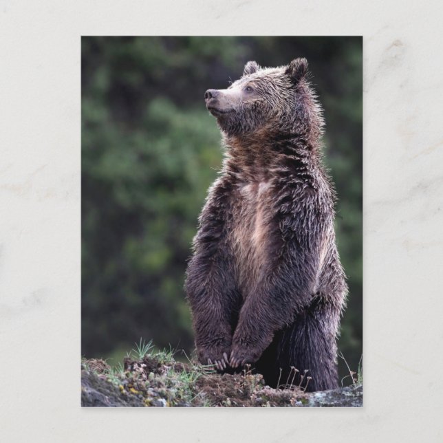 Carte Postale Ours Grizzli debout (Devant)