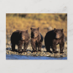 Carte Postale Ours grizzli, ours brun, oursons, Katmai National